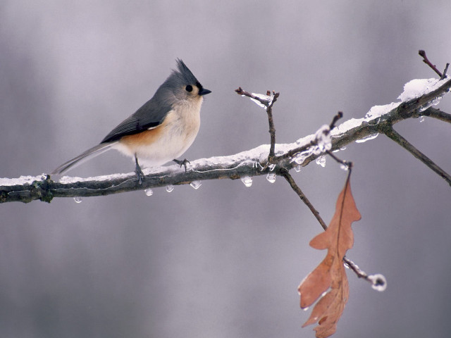 Bird perched branch snow leaves free wallpaper - medium preview image