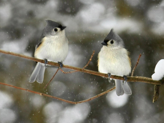 Birds branch snow falling trees free wallpaper - medium preview image