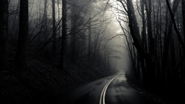 Road forest fog trees line free wallpaper - medium preview image