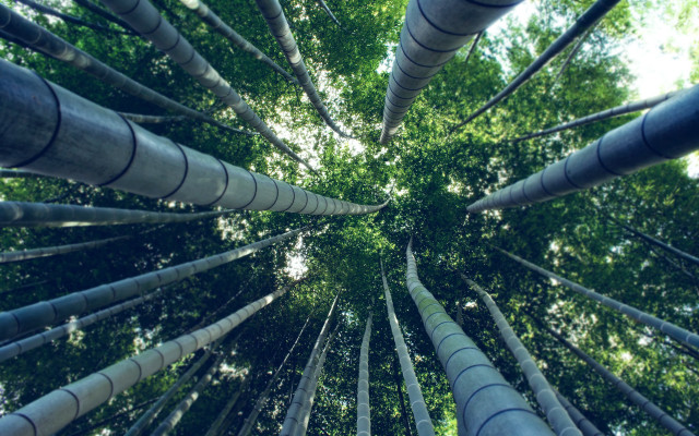Bamboo tree forest green leaves free wallpaper - medium preview image