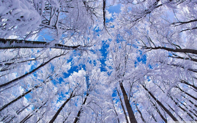 Forest snow blue sky trees free wallpaper - medium preview image