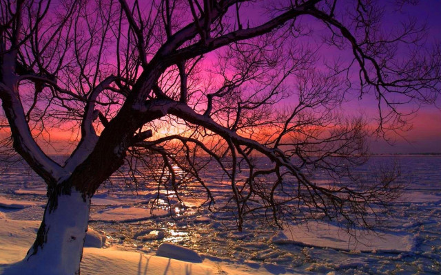Tree snow purple sky sunset free wallpaper - medium preview image