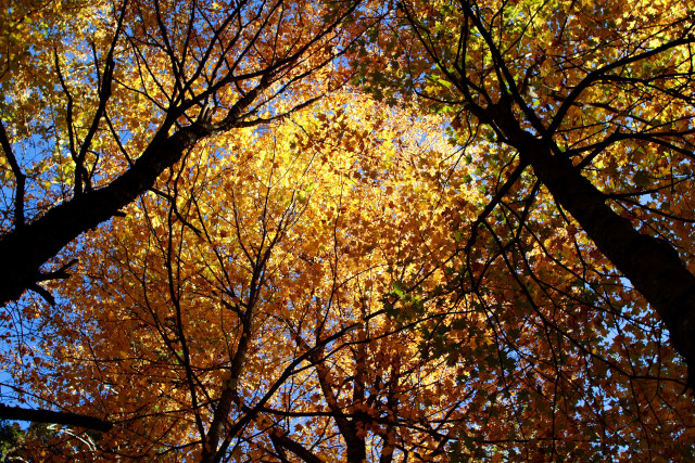 Tree yellow leaves sky background free wallpaper - medium preview image
