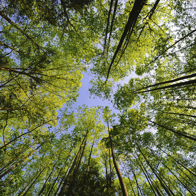 Tall trees forest blue sky #2 free wallpaper - medium preview image