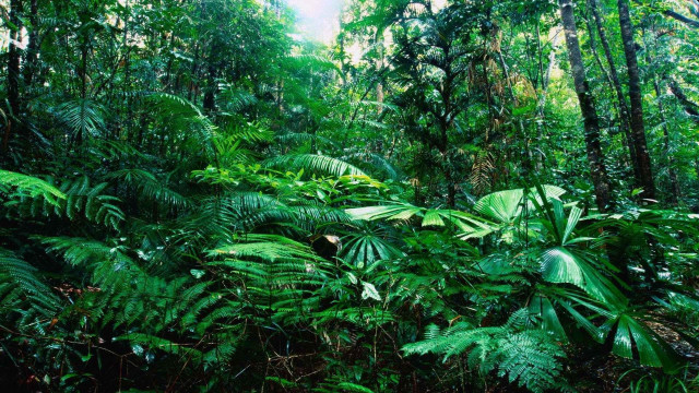 Lush green forest sunny jungle #6 free wallpaper - medium preview image