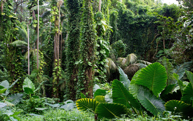 Lush green forest trees plants #4 free wallpaper - medium preview image