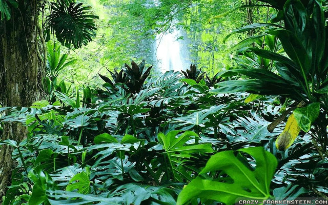 Lush green forest waterfall nature free wallpaper - medium preview image