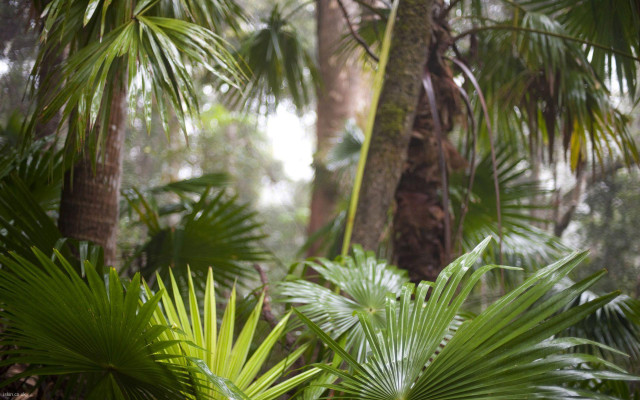 Palm trees forest bird perched free wallpaper for desktop - medium preview image
