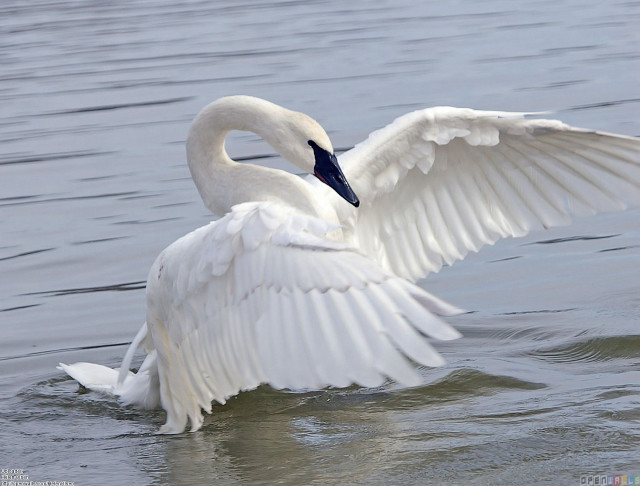 White swan flapping wings swimming free wallpaper - medium preview image