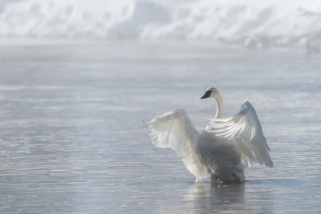 White swan flaps wings frozen free wallpaper - medium preview image