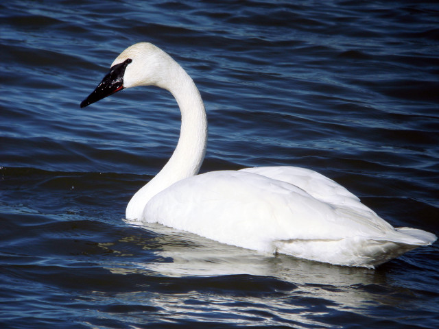 White swan water precisionism jigsaw free wallpaper - medium preview image