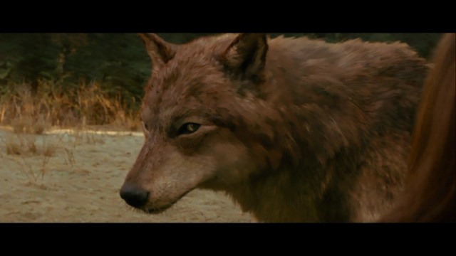 Wolf staring distance trees background free wallpaper - medium preview image