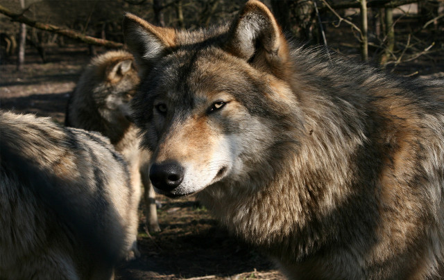 Two wolfs woods looking distance free wallpaper - medium preview image