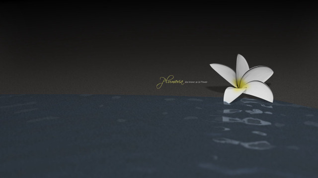 White flower floating water black free wallpaper - medium preview image