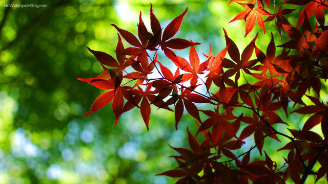 Close up red leaves green free wallpaper - medium preview image