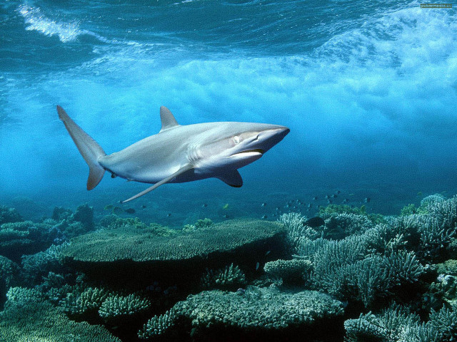 Shark swimming coral reef ocean free wallpaper - medium preview image