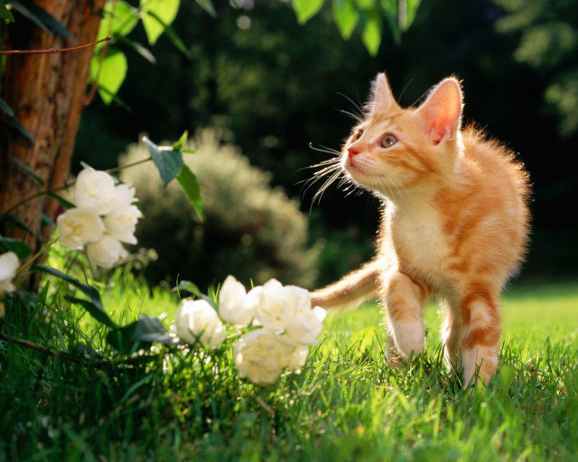 Small kitten green field white free wallpaper - medium preview image