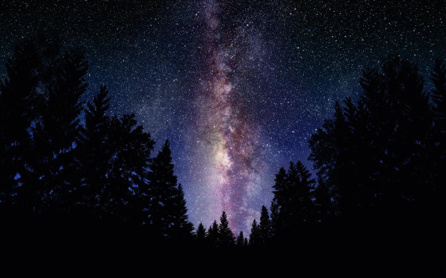 Night sky stars trees foreground #2 free wallpaper - medium preview image