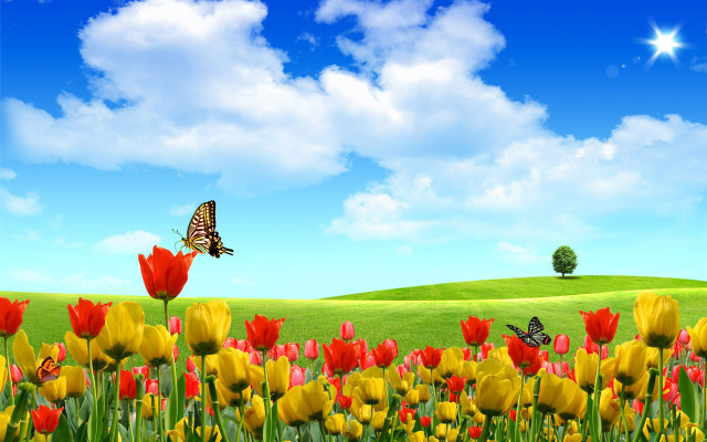 Flower field butterfly sky landscape free wallpaper - medium preview image