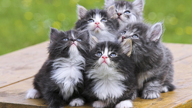 Kittens wooden table looking up free wallpaper - medium preview image