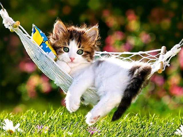 Kitten hammock toy back mouth free wallpaper - medium preview image