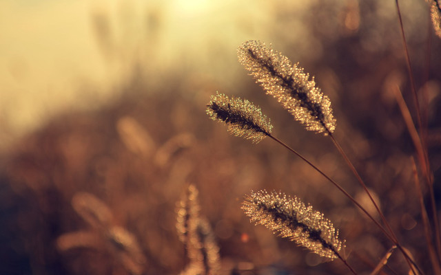 Close up plant blurry background #3 free wallpaper - medium preview image