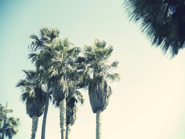 Palm trees blue sky clouds #2 free wallpaper - medium preview image