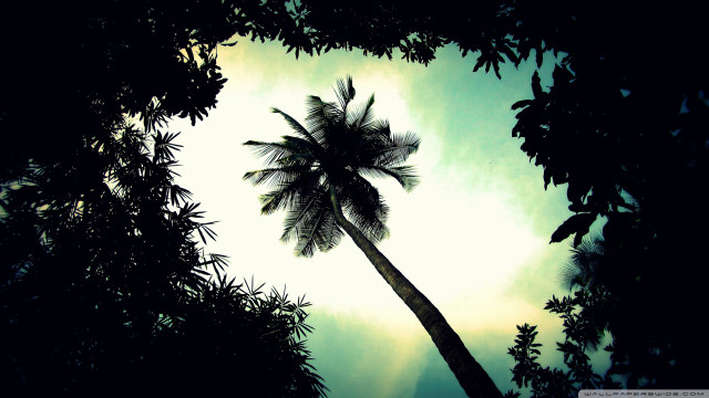 Palm tree silhouette blue sky free wallpaper - medium preview image