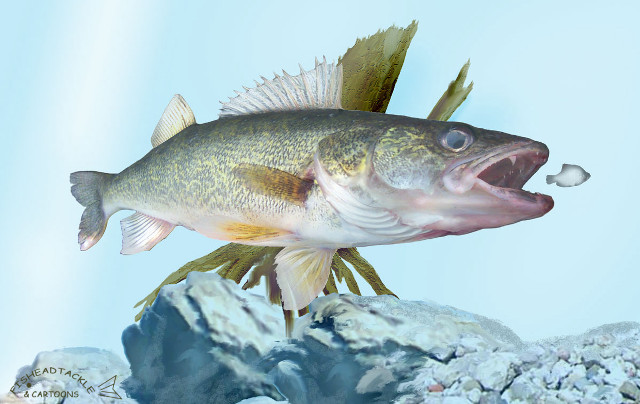 Fish open mouthed water rendered free wallpaper - medium preview image