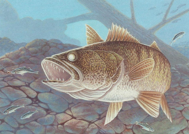 Fish illustration water rocks trees free wallpaper - medium preview image