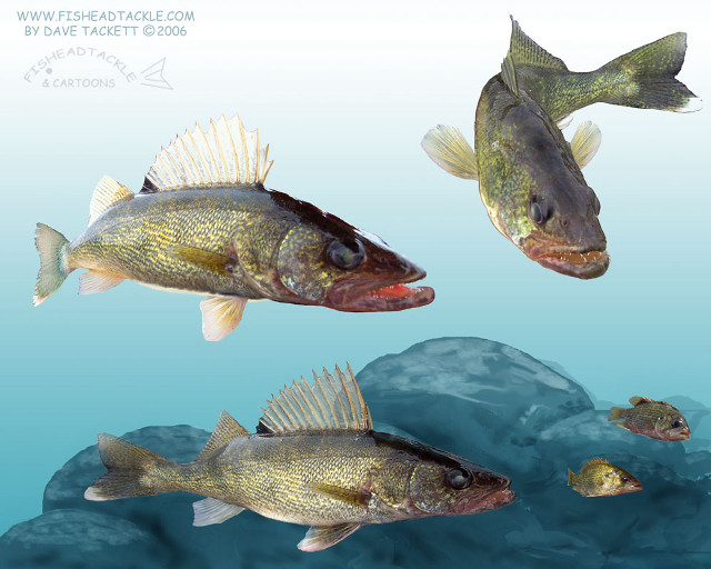 Three fish swimming water rocks free wallpaper - medium preview image