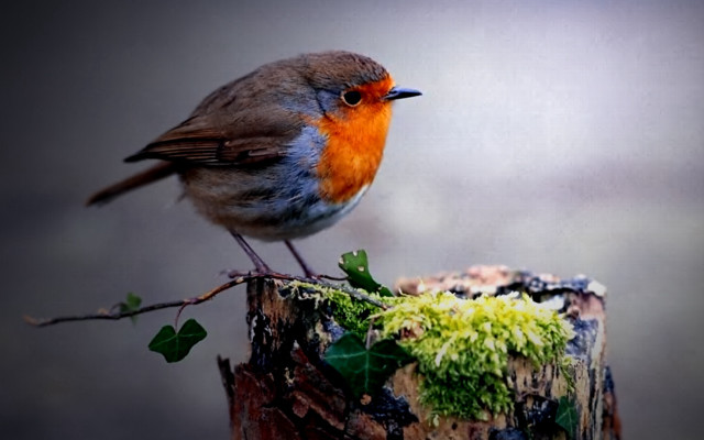 Small bird tree stump moss free wallpaper - medium preview image