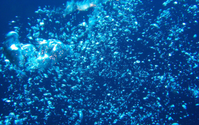 Bubbles floating water sunny day free wallpaper - medium preview image