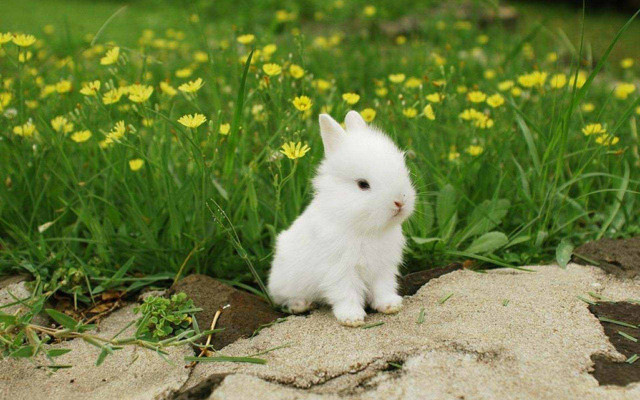 Small white rabbit grass flowers free wallpaper - medium preview image