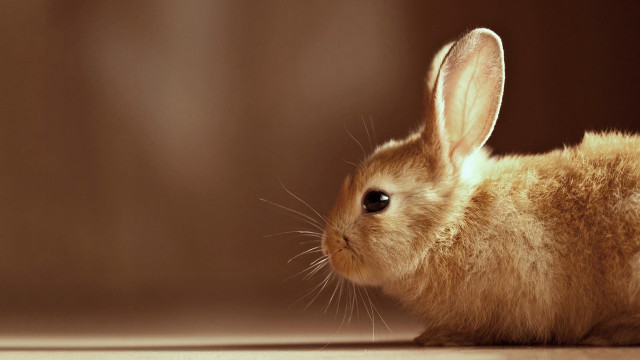 Small rabbit wooden floor light free wallpaper - medium preview image