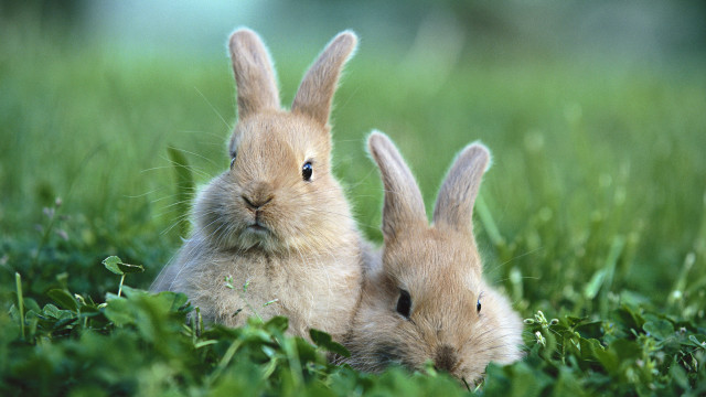 Two rabbits grass nature forest free wallpaper - medium preview image