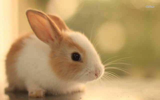 Small rabbit table window sill free wallpaper - medium preview image