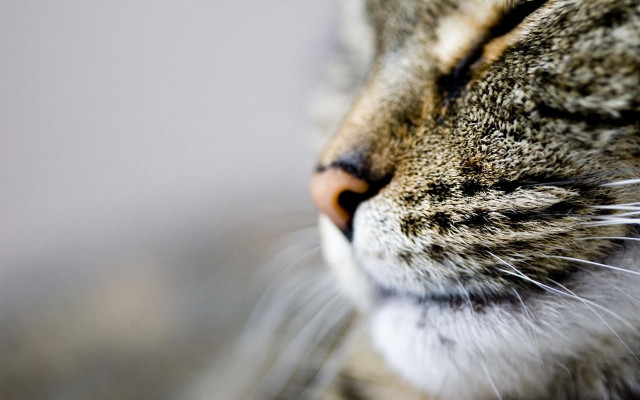 Cat eyes closed blurry background free wallpaper - medium preview image