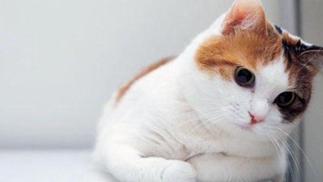Cat window sill sad eyes #2 free wallpaper - medium preview image