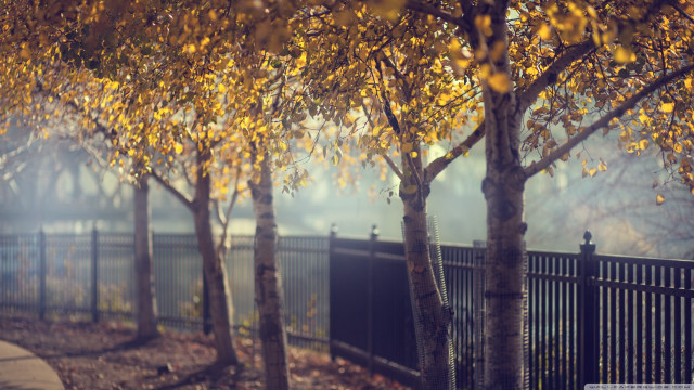 Yellow leaves trees fence sidewalk free wallpaper - medium preview image