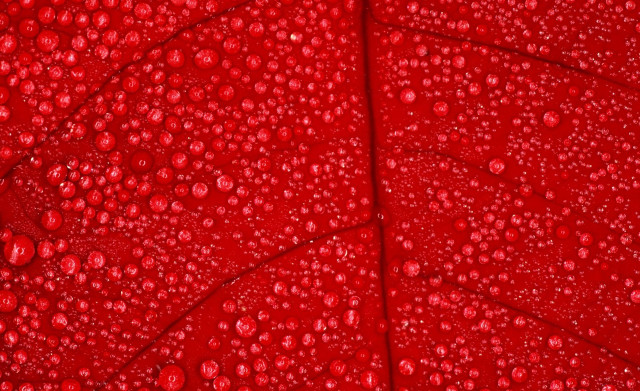 Red leaf water drops macro free wallpaper - medium preview image