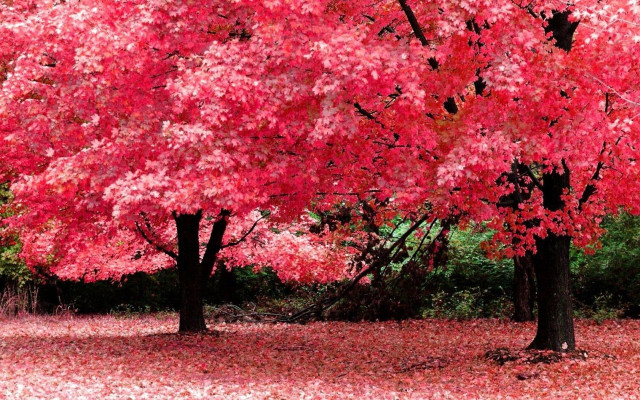 Red tree leaves ground park free wallpaper - medium preview image