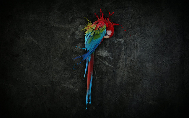 Colorful parrot red head black free wallpaper - medium preview image