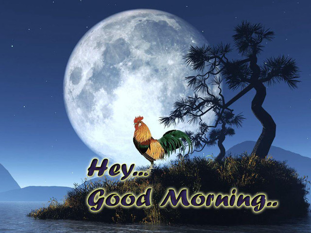 Rooster island fullmoon tree message #2 free wallpaper - medium preview image