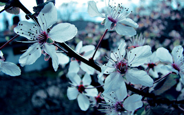 White flower branch butterfly bokeh free wallpaper - medium preview image