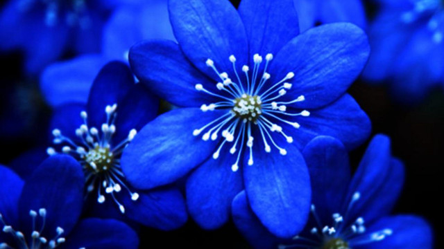 Blue flower white stamens macro #3 free wallpaper - medium preview image