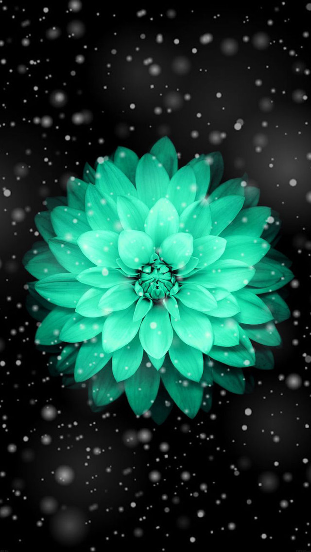 Green flower water droplets black free wallpaper - medium preview image