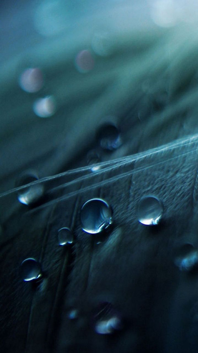 Leaf water droplets blue sky free wallpaper - medium preview image