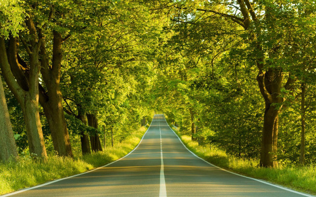 Long road trees lining both free wallpaper - medium preview image