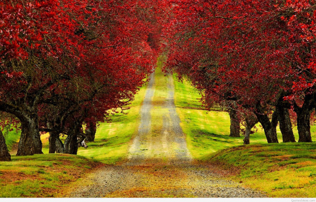 Autumn path red leaves green free wallpaper - medium preview image